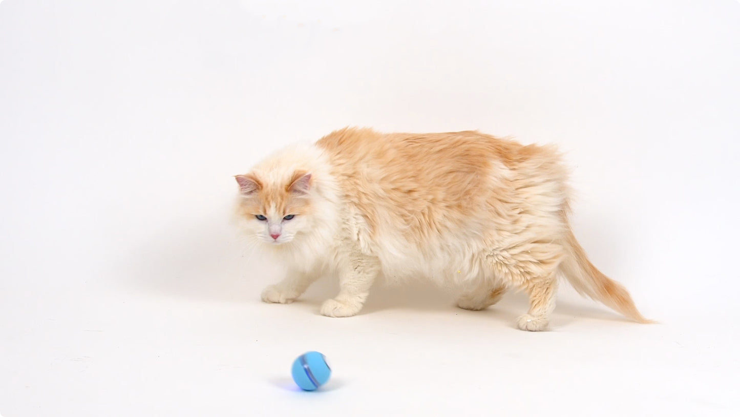 KITPLUS Playful Paws Interactive Cat Ball